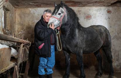 Zekan se vratio kući, gradi se i nova štala: On je najbolji konj, ne bih ga dao za milijun dolara'