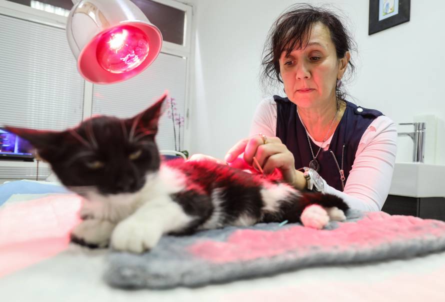 Kućni ljubimci na akupunkturi: Pomaže im kod brojnih bolesti