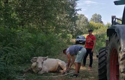 HGSS-ovci su spasili zarobljenu kravu uz obalu rijeke Save