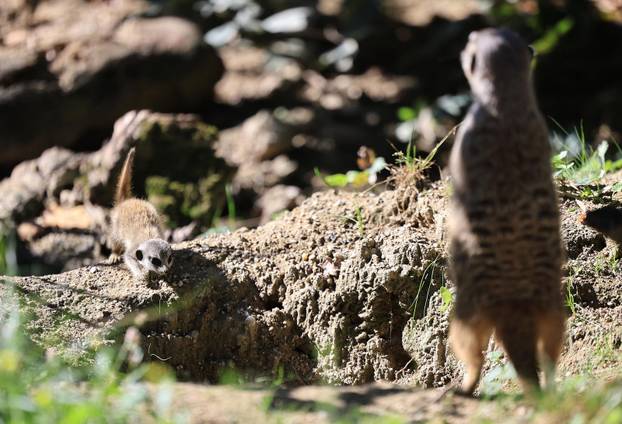 Zagreb: Tri mladunca merkata novi su stanovnici Zoološkog vrta