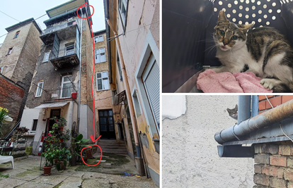 Mačka skočila s četvrtog kata u Zagrebu, prošla je bez ozljeda: 'Zaprepašteno smo gledali pad'