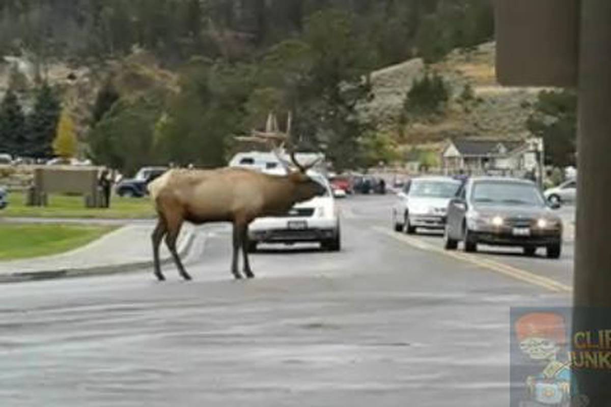 U Yellowstone parku ovaj sjeverni jelen sve uništava 