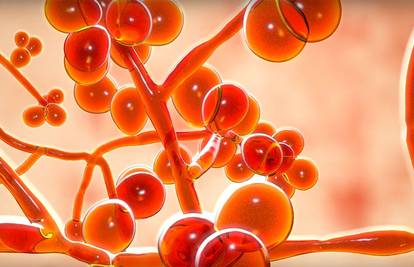 Smrtonosna supergljivica stigla i kod nas. Evo zašto je opasna