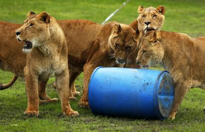 Simba, Tiny, Sangaka i Mufasa našli sreću u škotskom Zoou