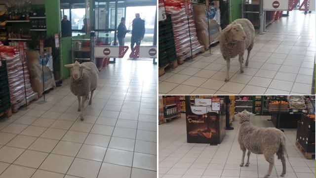 Išla ovca u dućan: Prošetala po trgovini, mesar ju istjerao van
