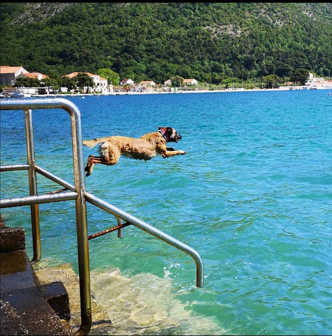 Otrovana Alis, pas-spasilac: Nju je voljelo cijelo selo. Barem sam tako mislio... Ne mogu doći sebi