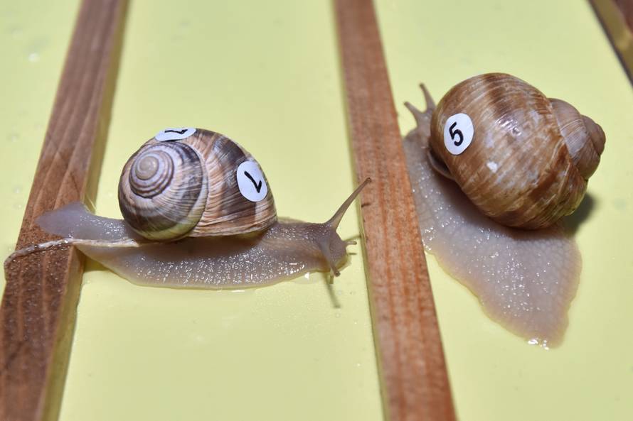 Puž iz Šopota je najbrži: Za konkurente je poput munje