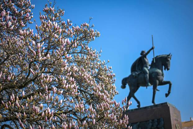 Zagreb: Procvala magnolija na Trgu kralja Tomislava