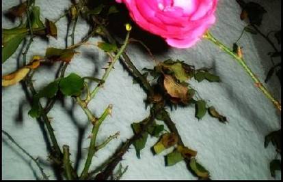 Cres: Procvjetala zimska ruža razveselila prolaznike