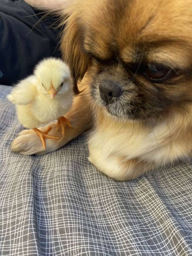 SUPER FOTKE vaših ljubimaca! Neki bi mogli biti viralni hit, ali svi su jednostavno neodoljivi