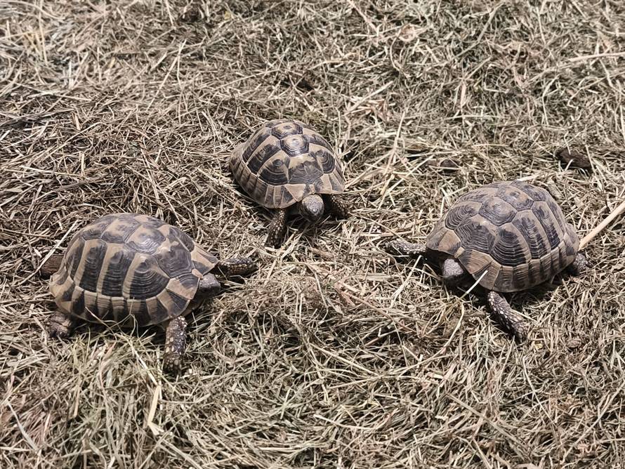 Netko je u Hrvatsku pokušao prošvercati kobre! Pogledajte što su sve oduzeli na carini!