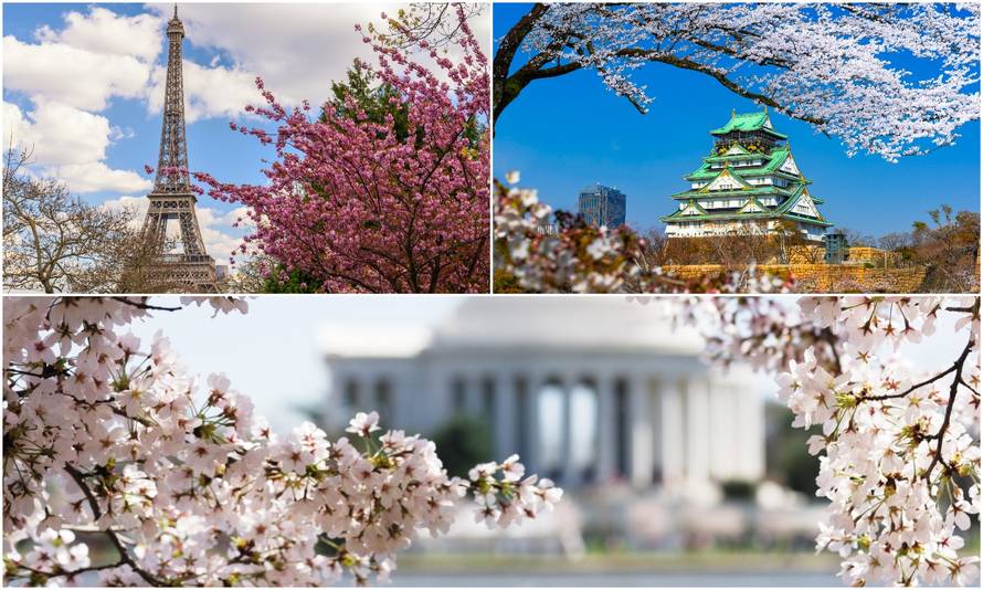 Iz svog kauča pogledajte kako cvjetaju trešnje svuda u svijetu