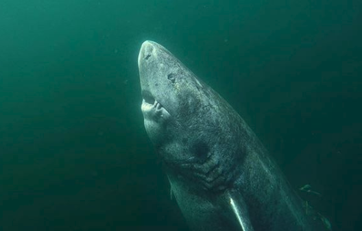 Morski pas star 512 godina je najstariji kralježnjak na svijetu