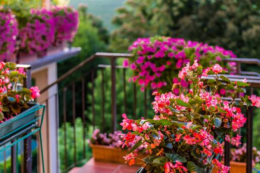 FOTO Za balkon kao iz &ccaron;asopisa: 20 vrsta cvije&cacute;a za 'wow' efekt