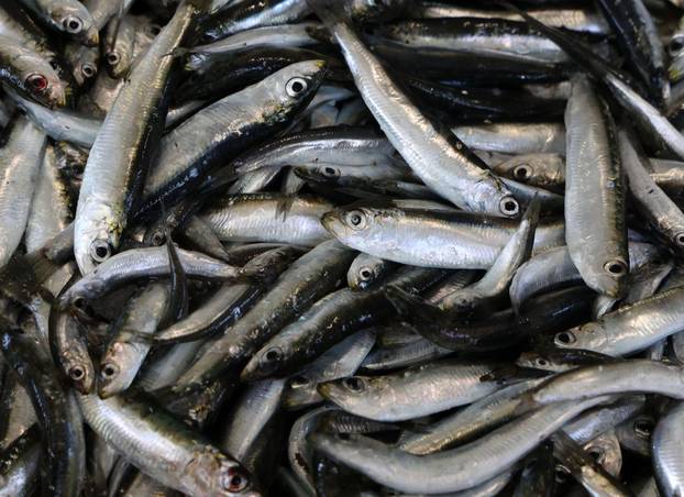 Šibenik:Bogata ponuda ribe na sibenskoj ribarnici.