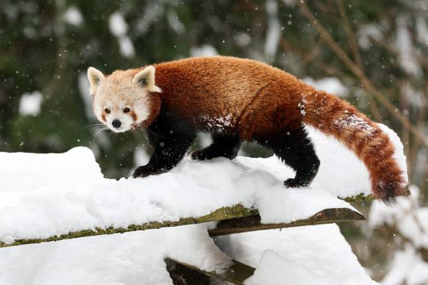 Zagreb: Snježno prijepodne u zoološkom vrtu