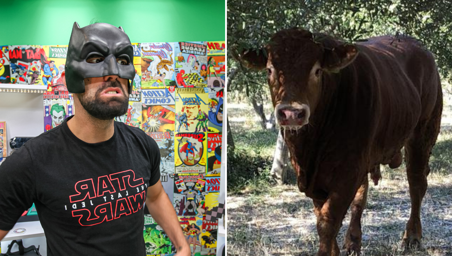 Ivan Šarić o biku Jerryju: On je stoka koja je odlučila biti heroj