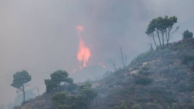 Trebisacce, a vast fire destroys acres of wood at the foot of Pollino in Calabria