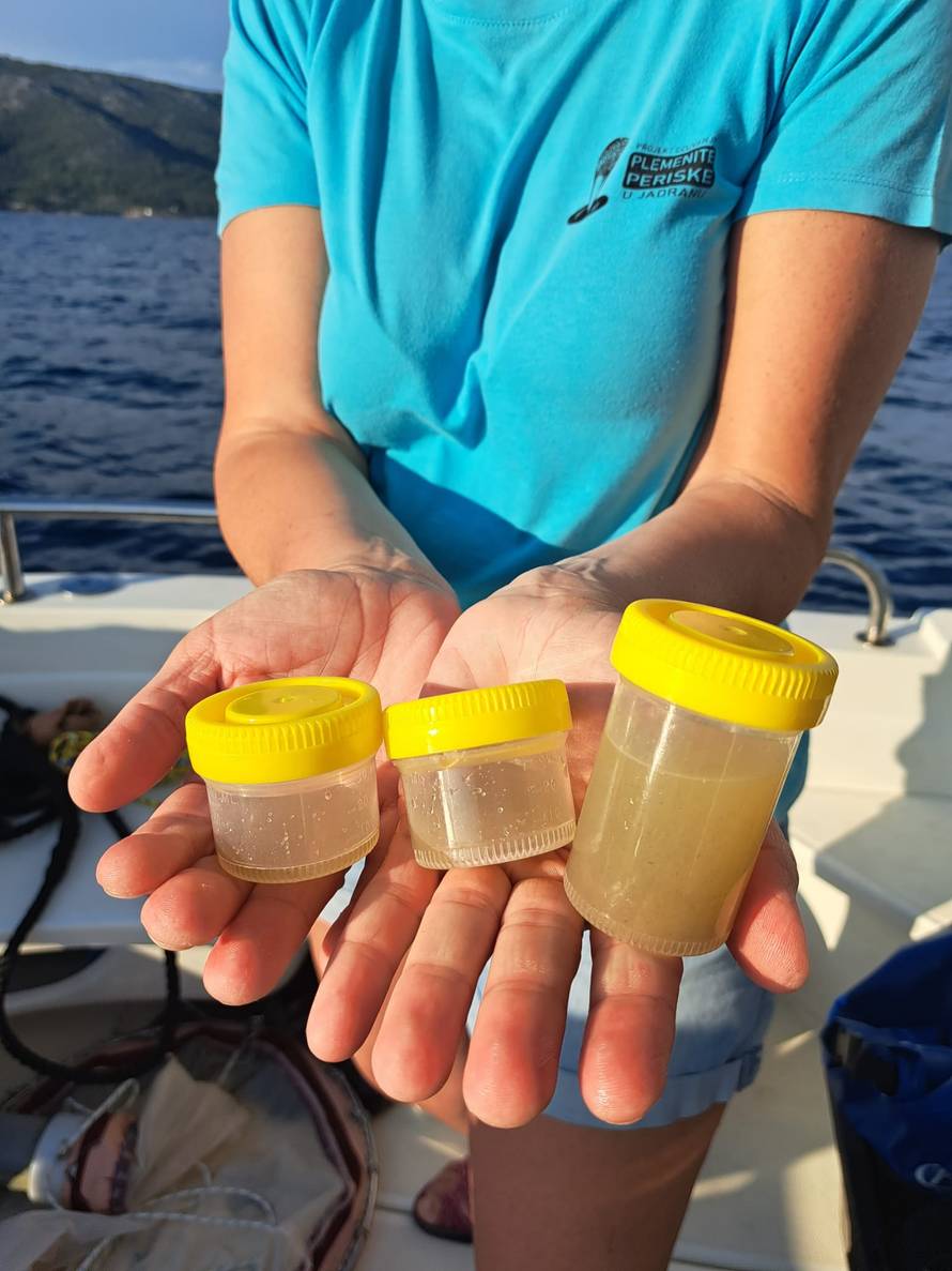 FOTO U Ninu pronašli dvije žive periske: U hrvatskom dijelu Jadrana je tek 27 živih jedinki