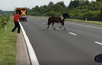 Panika na autocesti: Konj trčao među autima, svi  naglo kočili