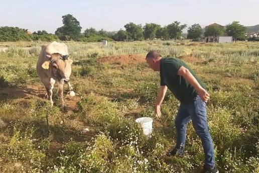 Bulj napojio krave koje su na suncu ostavljene bez vode: 'Ovu sramotu više neću tolerirati'