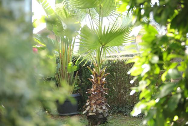 Egzotični vrt Igora Čupića