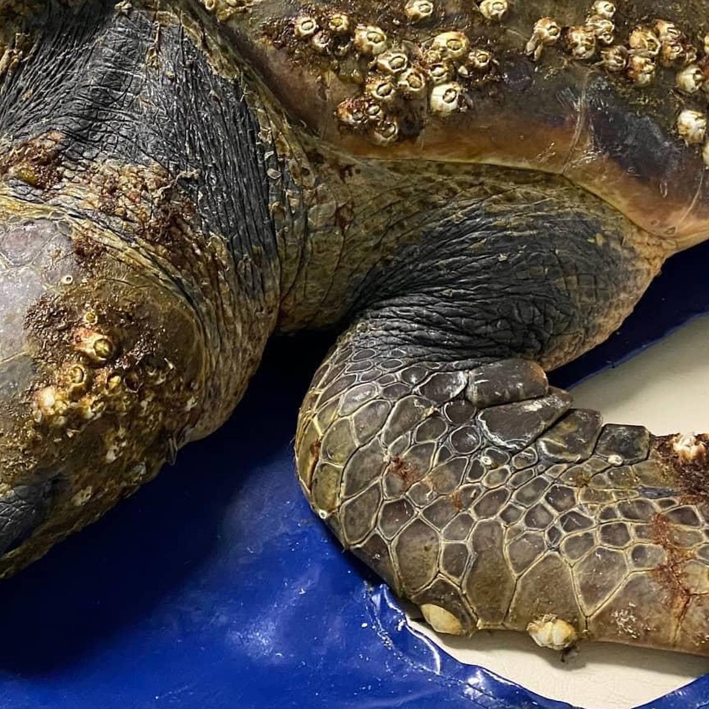 Kornjača Huanita uginula zbog plastičnih čepova u crijevima