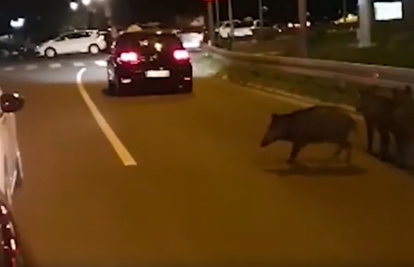 Divlje svinje okupirale Beograd, jedna u panici pala s petog kata