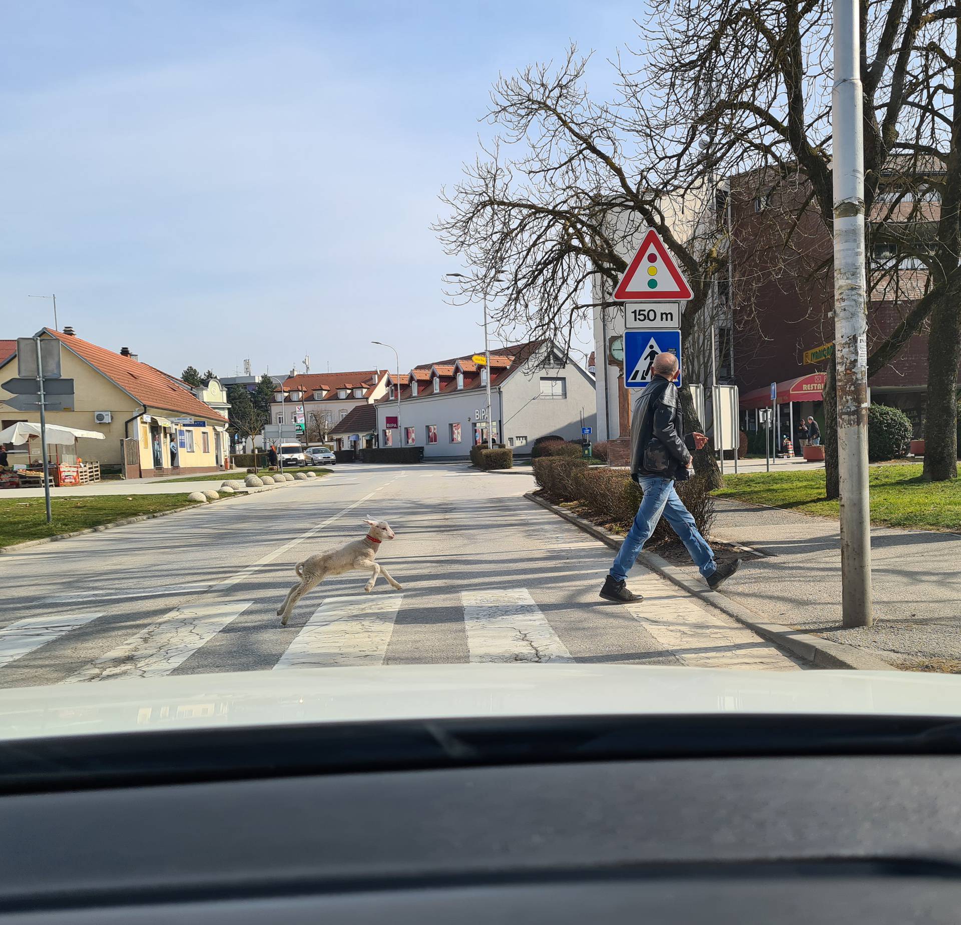 Svoje malo janje vodi u šetnju: 'Poslušan je i ne treba povodac'