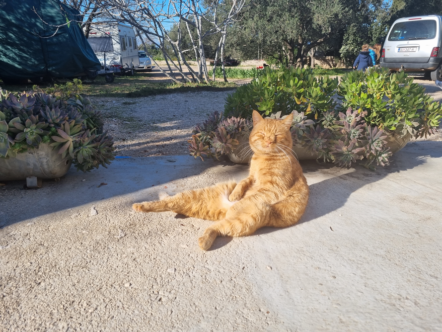 Upoznajte Duju, najpoznatijeg mačka na Korčuli. Sjedi kao čovjek i nikad nije imao curu