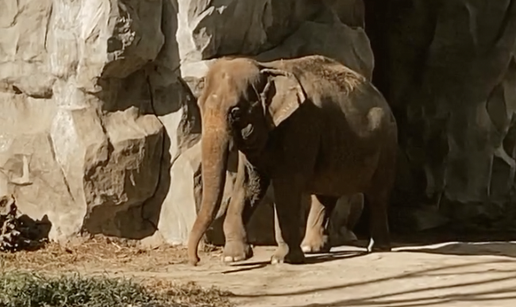 VIDEO Uginula slonica Mali: Gotovo pet desetljeća provela je sama u kavezu zoološkog vrta