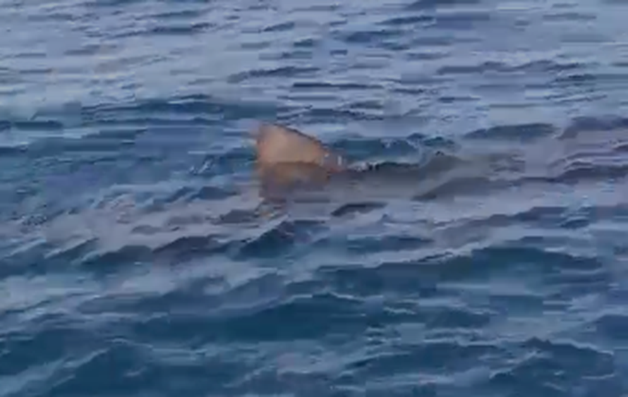 OČI U OČI S NEMANI 'Kraj broda nam je izronila kitopsina od 8 metara, svi smo ostali u šoku!'