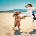Čuvajte ih da ne 'pregore': Psi koji se najteže nose s vrućinom
