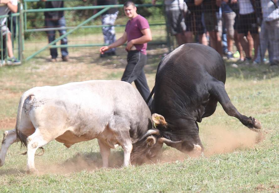 Pobjednik Medo pobjegao preko ograde, ljudi su bježali od njega