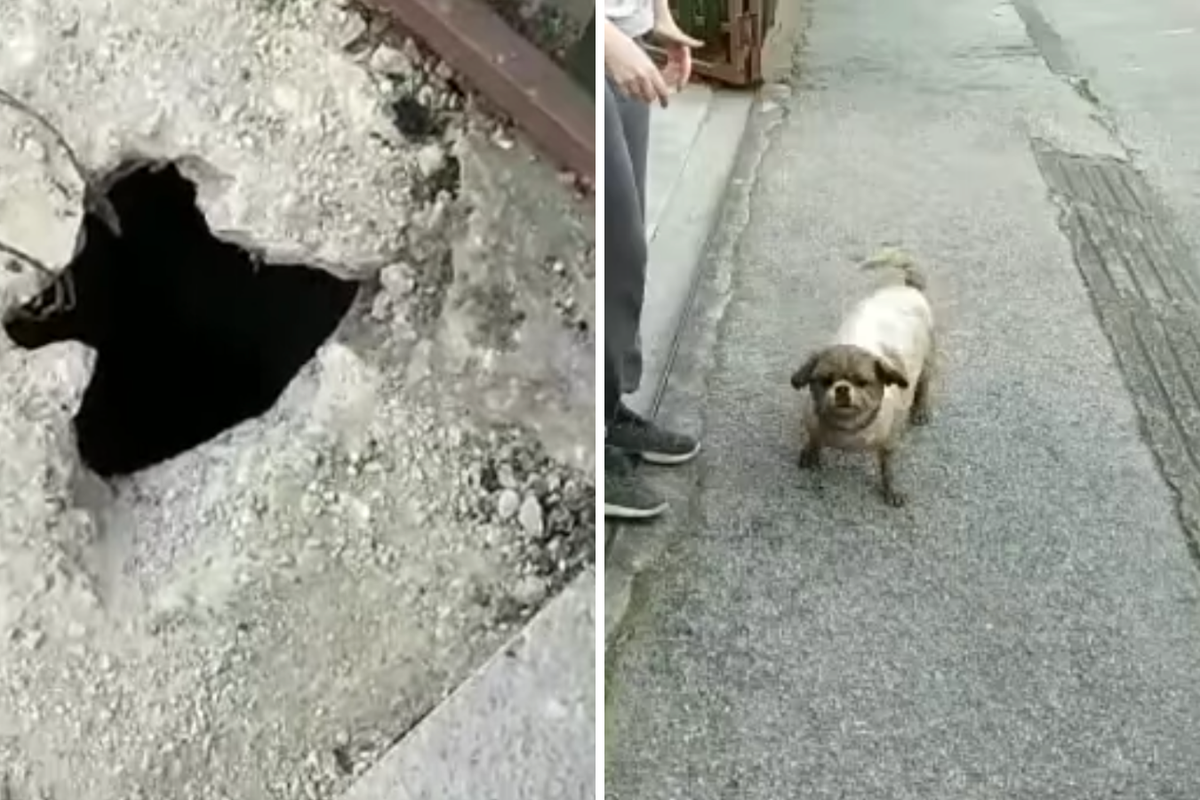 VIDEO Iz rupe duboke dva metra izvukli psa u Zagrebu: 'Vlasnici su bili sretni što je samo prljav'
