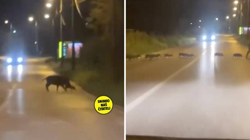 VIDEO Mama, tata i 10 praščića: Pogledajte scene iz Dubrave!