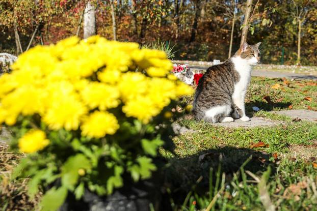 Zagreb: Groblje kućnih ljubimaca u Dumovcu obišao je jedino jedan mačak