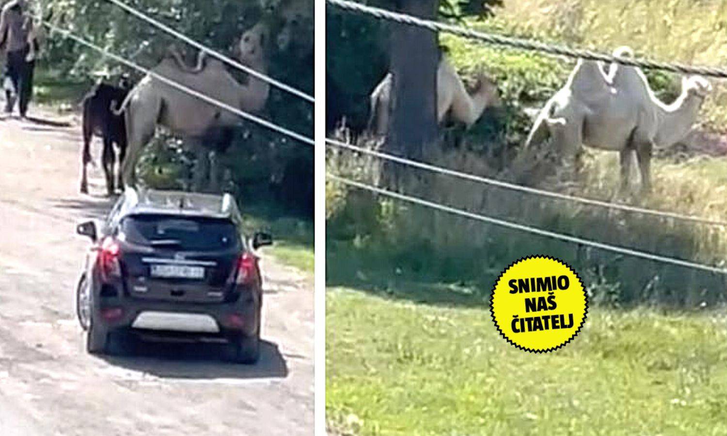 VIDEO Deve blokirale cestu u Dugom Selu: 'Izađem na balkon da vidim što je, kad ono - deva'