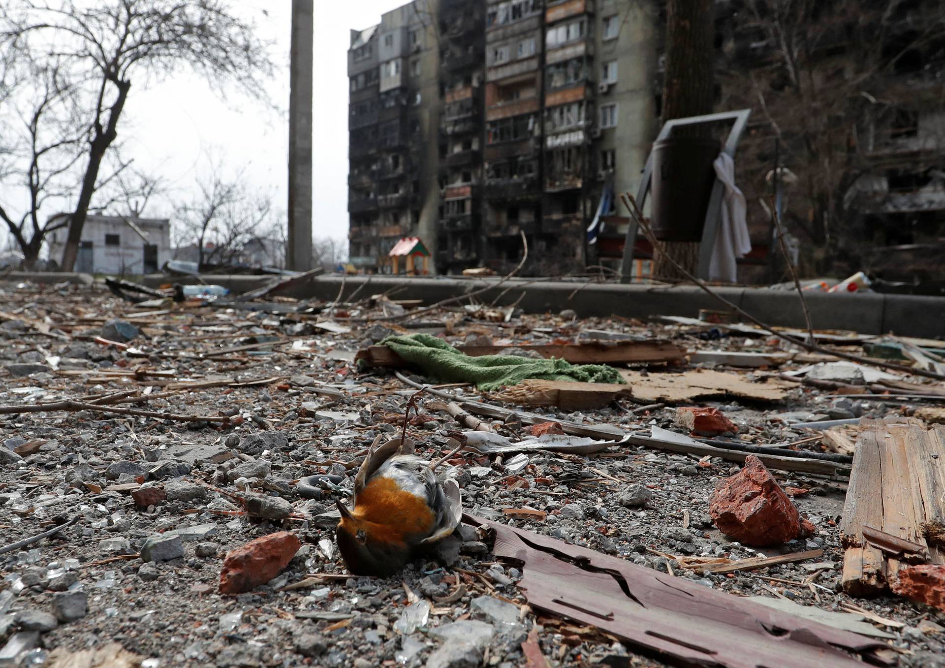 A dead bird lies on the ground near a damaged apartment building in Mariupol