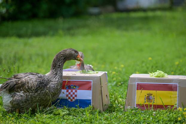 Zabok: Guska Severina prognozira tko će pobijediti na utakmici Hrvatska-Španjolska u subotu