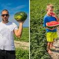 Berba u dolini Neretve: &rsquo;Ako peteljka nije uvenula, to zna&ccaron;i da je lubenica jo&scaron; vrlo svje&zcaron;a...'