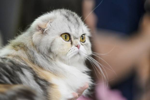 Zagreb: Međunarodna izložba mačaka WCF Cat Olimpia 2025