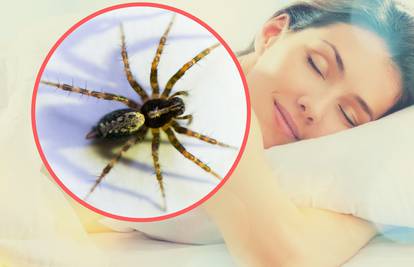 Straha od pauka se rješavaju ciljanim izazivanjem amnezije