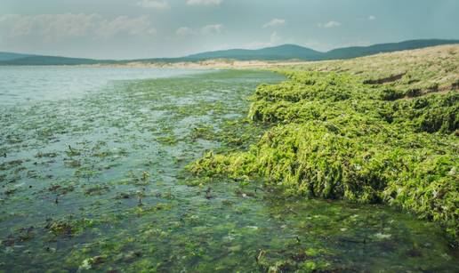 Mikroalge: Održivi resurs za hranu, stočnu hranu, ali i mirise