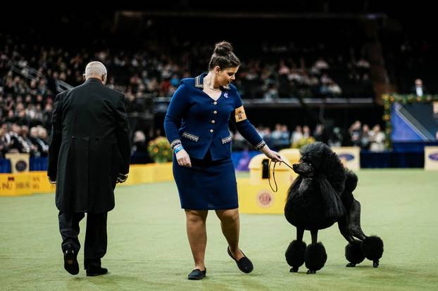 150th Annual Westminster Kennel Club Dog Show in New York City