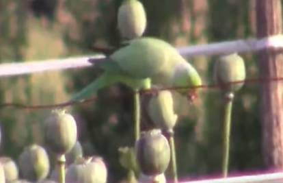Papige se 'navukle' na opijum: Nadrogiraju se pa leže na livadi