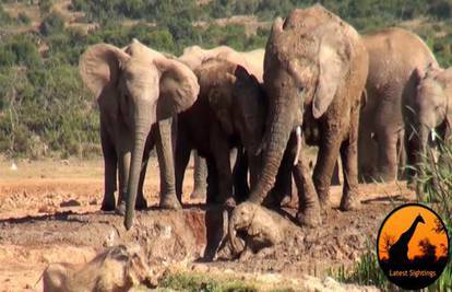 Video: Majka slonica spašava 'dijete' koje je tužno doziva!