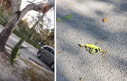 Na Floridi je tako hladno da sa drveća padaju smrznute iguane