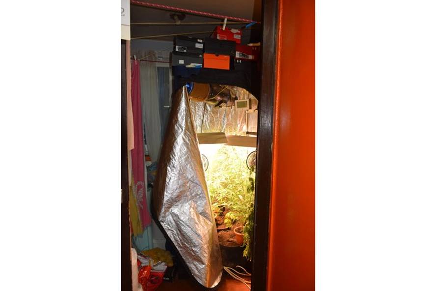 U Velikoj Gorici pretresli stan dilera: Pronašli tri laboratorija za uzgoj, stabljike visoke 170 cm