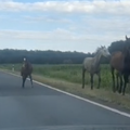 VIDEO Konji slobodno trčali po bjelovarskoj obilaznici: Probili su ogradu i pobjegli vlasnici